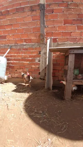 Frango mestiço gigante...
