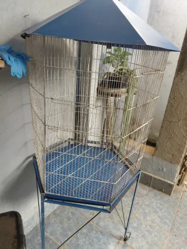 Gaiola para calopsita  usa