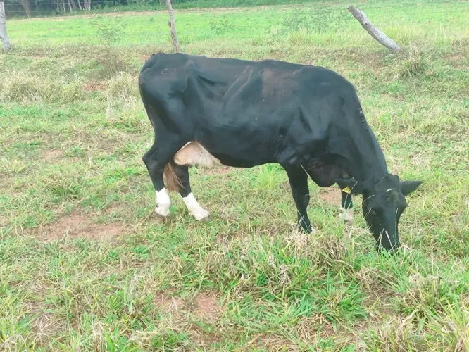 Vaca Leiteira 