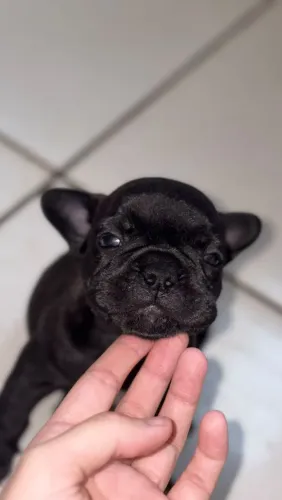 Venda de filhotes de cachorro