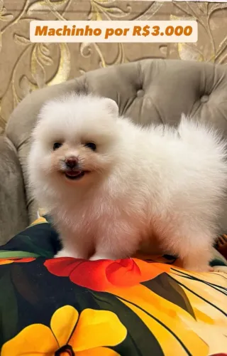 Spitz alemão anão macho