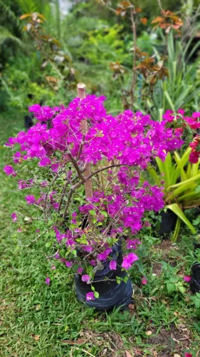 Planta, decoração, Bugavile