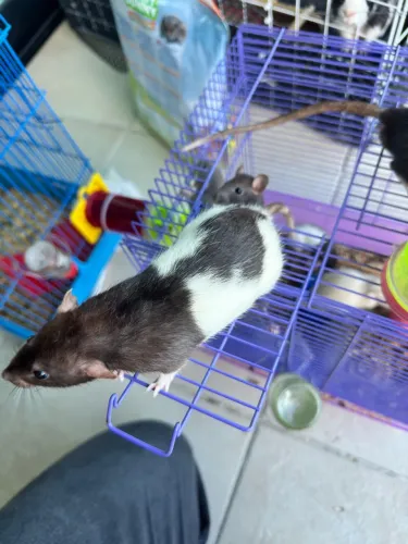 Ratos twister para venda