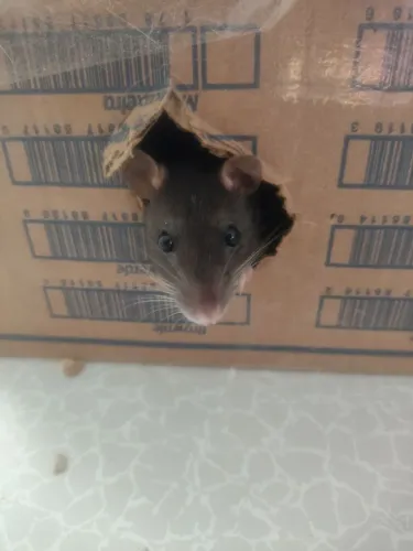 Rato Twister