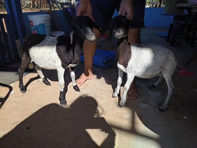 Vendo borrego e Borraga Doppler cada animal