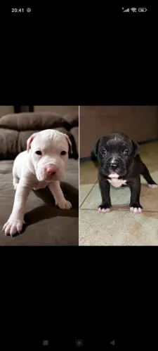 Pit Bull
