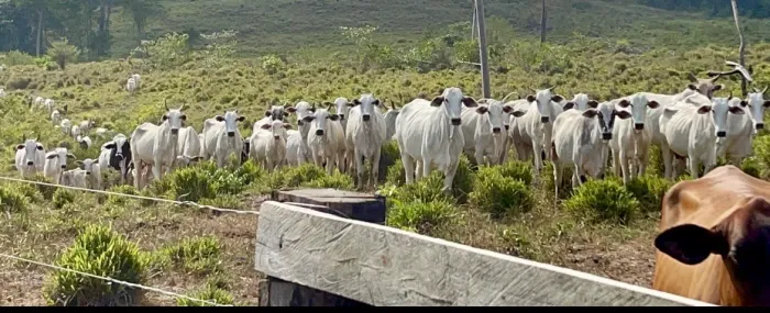 Oportunidade no Agronegócio