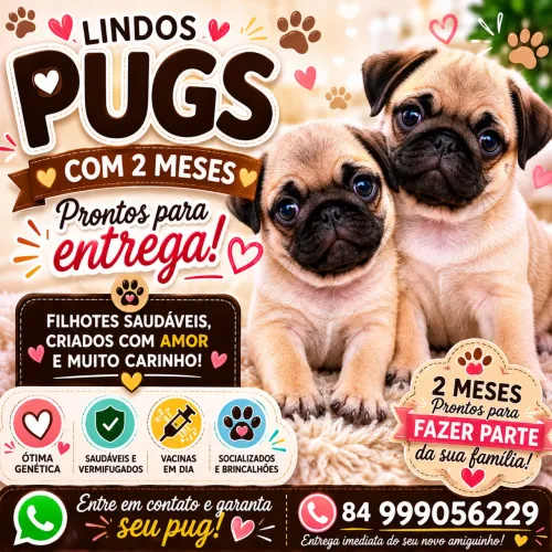 Pug 