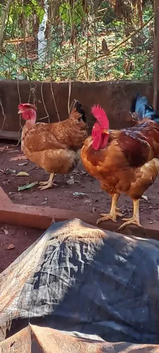 Casal Pescoço Pelado