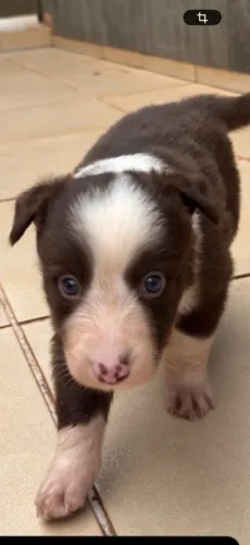 Border collie