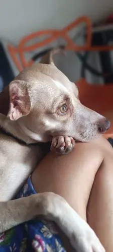Cachorra