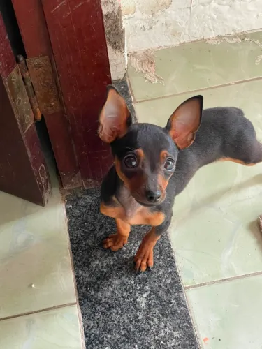 Pinscher 0 filhote