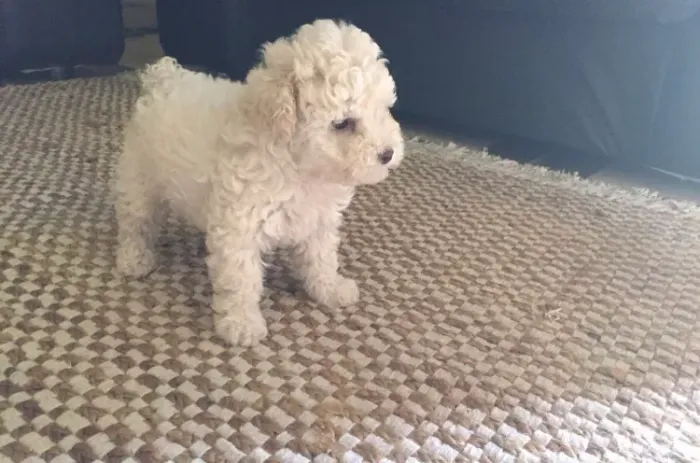 Poodle toy macho ou fêmea