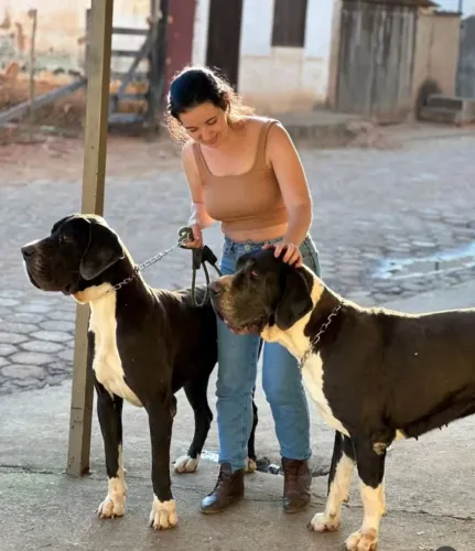 Dogue Alemão com pedigree
