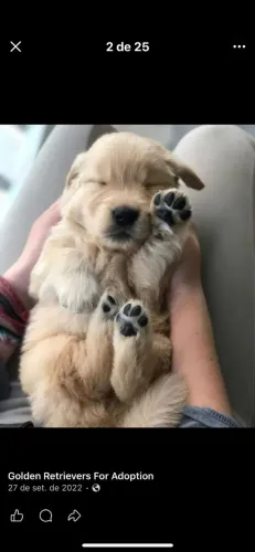 Filhotes de Golden Retriever |Carinho que deixa boas lembranças.