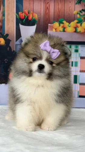 Spitz Alemão Fêmeas e Machos 