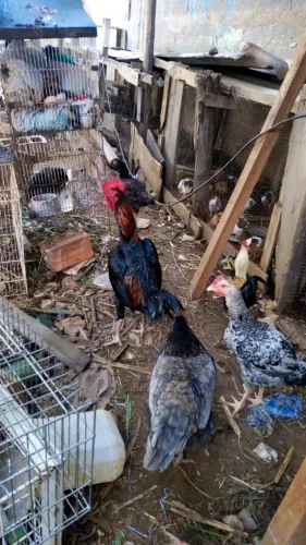 Galos , frangos , galinhas etc / ZL
