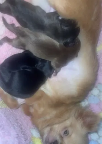 Chihuahuas pelo longo para reserva