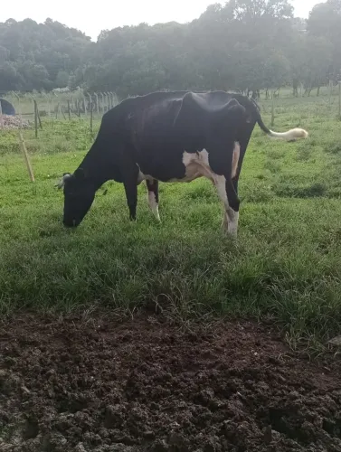 Vaca gersolanda  4.000