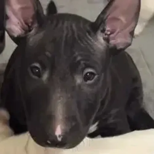 Bull Terrier,Bull Terrier Filhote com Estrutura Firme e Excelente Procedência