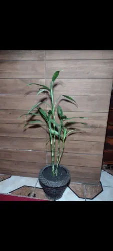 Vaso de planta com bambu da sorte 4 mudas