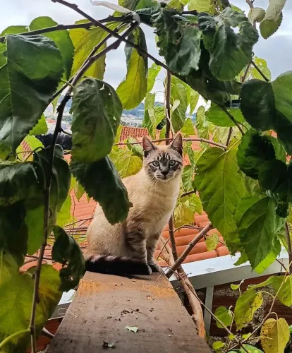 Doação de um gato macho castrado 