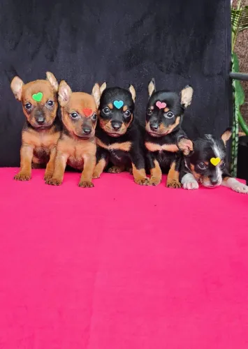 Pinscher, 55 dias, vermifugados