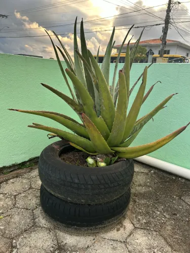 Mudas de Aloe Vera 