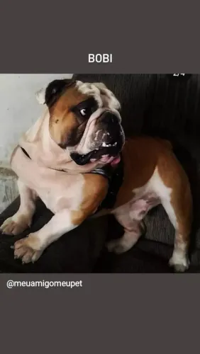 Buldogue inglês padreador disponível 