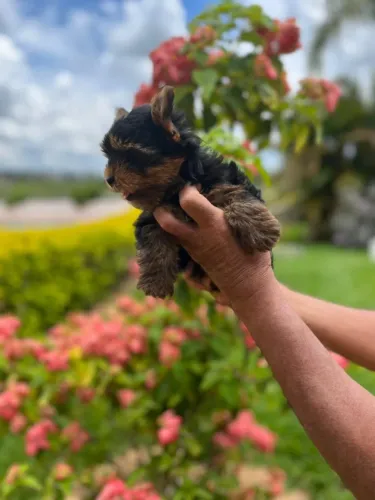 Amor em Forma de Patas