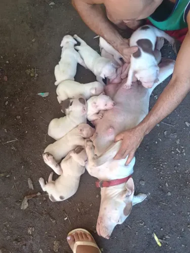 Pitbull red nose 