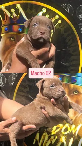 Pit Bull Monster 