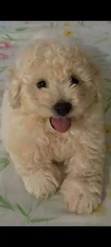 POODLE FÊMEA 