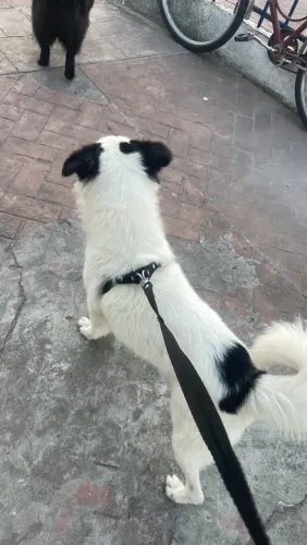 Cachorro para sair rápido