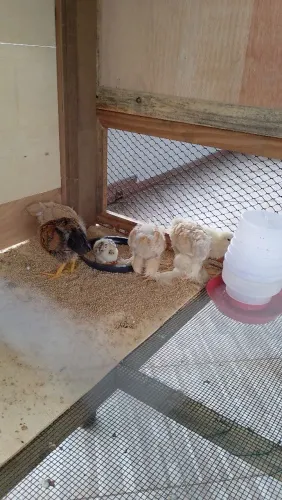Pintinhos de galinha Brahma