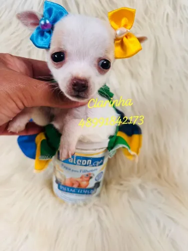 Fêmea e machinhos de pinscher lindos filhotes 
