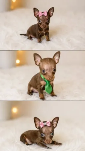 Pinscher zero fêmea e macho 