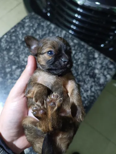 Chihuahua 