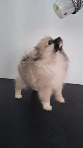 Spitz alemão fêmea