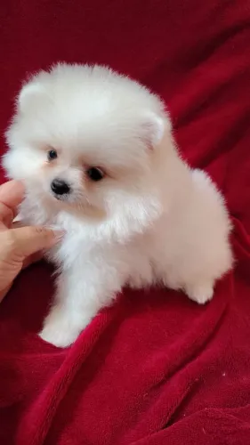 Lulu da Pomerania