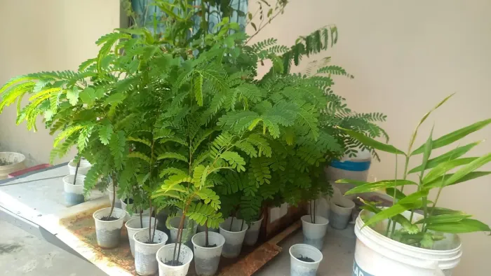 Vendo Mudas de Tamarindo