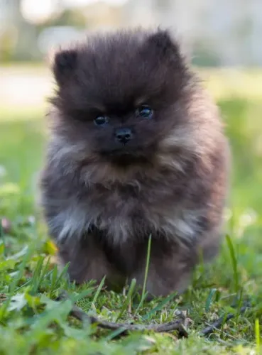 Filhote de Spitz Alemão Para Quem Busca Um Companheiro Encantador