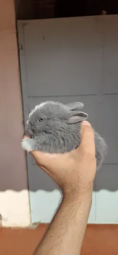 PROMOÇÃO - VENDE-SE coelhos filhotes Netherland (só hoje)