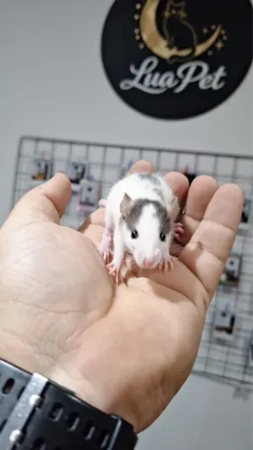 Rato twister (machos)
