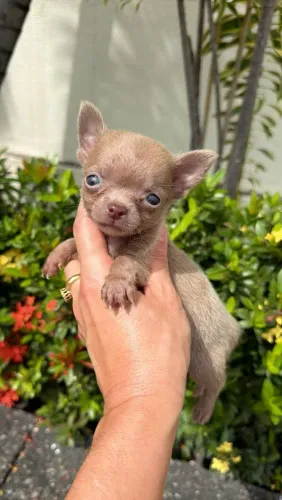 Chihuahua macho micro Pêlo curto lilac com 45 dias.