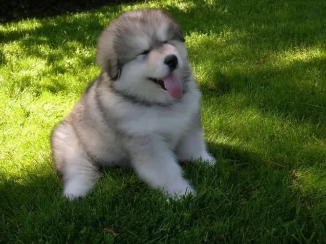 Filhotes de Husky Siberiano | Uma companhia especial para todos os d