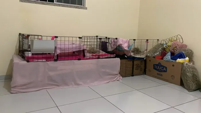 Porquinho da índia
