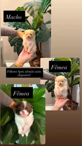 Spitz alemão anão (filhote)