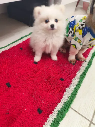 Spitz anão bebê já vacinado 