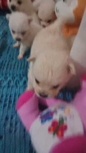 Pets vendo